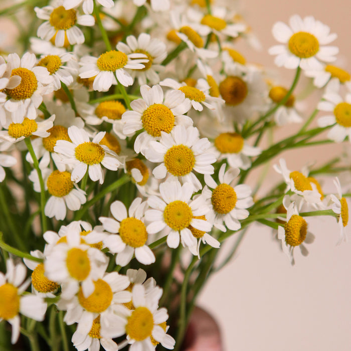 Chamomile in The Journey Vase - Cake Together - Online Birthday Cake Delivery