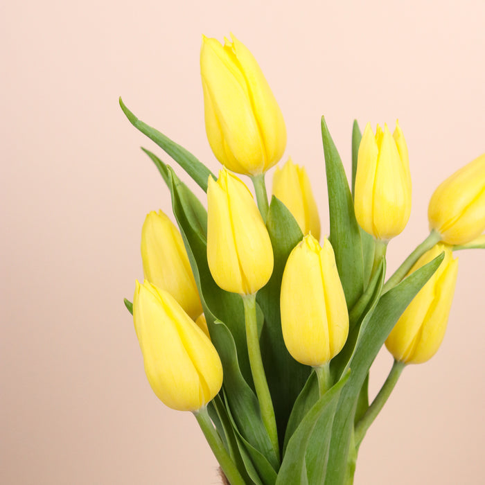 Yellow Tulip in Jar - Cake Together - Online Flower Delivery